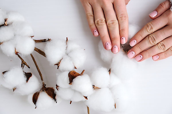 포토 JPG 해외이미지 손 실내 손짓 신체부위 네일아트 흰배경 목화꽃 목화솜 해외포토 꽃 백그라운드 모션 사람 내부 뷰티 흰색 솜 파일형식 이미지허브