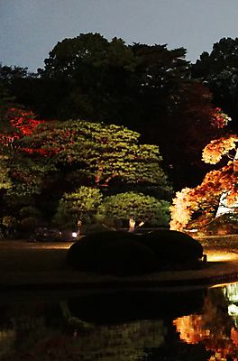 포토 JPG 해외이미지 나무 사람없음 야외 어둠 야간 해외포토 자연요소 식물 파일형식 이미지허브