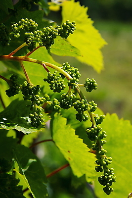 포토 JPG 해외이미지 나무 식물 계절 꽃 야생동물 백그라운드 잎 꽃무늬 농업 과일 자연 하늘 포도 새로움 사람없음 야외 초록색 와인 정원 봄 성장 벚꽃 나뭇가지 신선 개화 닫기 유기농 포도밭 포도나무 내추럴 밭일 양조장 해외포토 동물 웰빙 산업 컬러 컨셉 무늬 밭 모션 주류 과일나무 생태계 파일형식 이미지허브