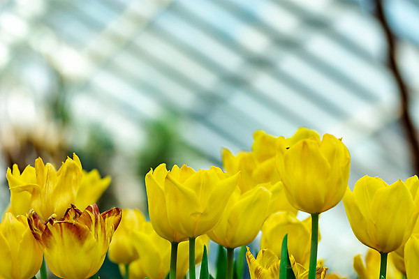 포토 JPG 해외이미지 식물 계절 꽃잎 꽃 분홍색 꽃다발 백그라운드 잎 꽃무늬 전구 자연 사람없음 장식 빨간색 초록색 컬러풀 뷰티 노란색 머리 정원 침묵 봄 활발 튤립 벚꽃 흰색 신선 앵무새 찢어짐 강렬 고립 꽃수술 앞머리 영원 해외포토 헤어스타일 컬러 컨셉 무늬 모션 조류 신체부위 소리 생태계 파일형식 이미지허브