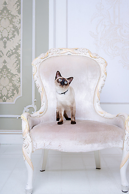 포토 JPG 해외이미지 동물 척추동물 여자 유럽 백그라운드 거실 의자 태국 성공 수염 아파트 주택 털 실내 사람없음 내부 장식 10대 반려동물 고양이 가축 침실 프랑스 자신감 우아함 보석 비만 꼬리 목 솜털 기르기 메콩강 여신 유래 자부심 프로방스 해외포토 감정 나라 아시아 가구 컨셉 포유류 청소년 사람 건물 신체부위 광석 몸매 돌봄 파일형식 이미지허브