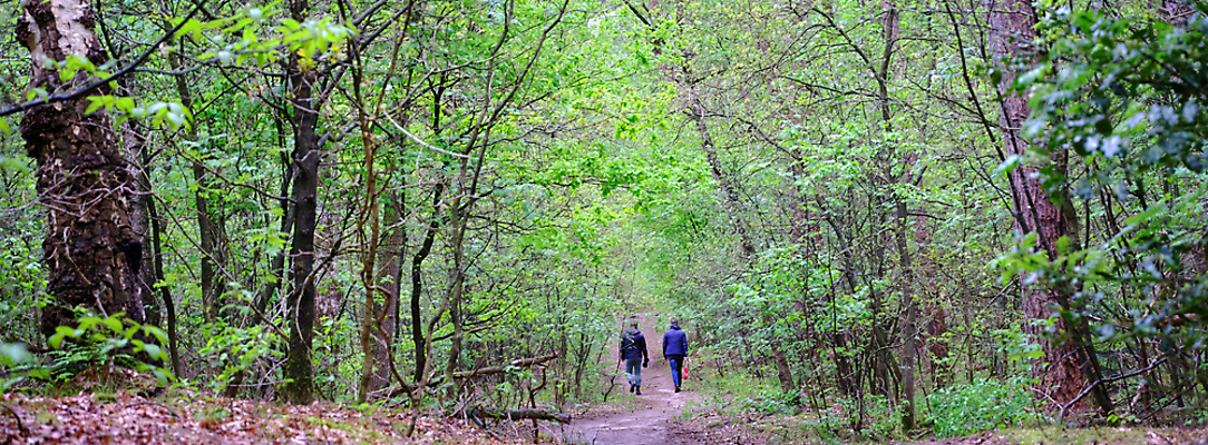 포토 JPG 해외이미지 나무 구름 계절 공원 남자 모래 여행 백그라운드 잎 2 자연 하늘 휴식 풍경 사람없음 야외 목재 파란색 맑음 침묵 봄 산책 하이킹 신선 숲 그늘 네덜란드 내추럴 수평선 해외포토 자연요소 식물 공공시설 유럽 컬러 컨셉 재료 레저 날씨 사람 소리 생태계 파일형식 이미지허브