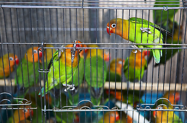 포토 JPG 해외이미지 공원 조류 동물원 사람없음 빨간색 초록색 노란색 검은색 공연 흰색 시장 부리 앵무새 쇼 홍콩 이국적 테마 해외포토 동물 공공시설 컬러 이벤트 중국 파일형식 이미지허브