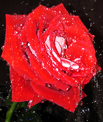 포토 JPG 해외이미지 꽃 사람없음 빨간색 장미 해외포토 식물 컬러 파일형식 이미지허브