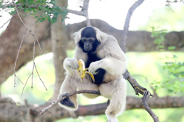 포토 JPG 해외이미지 나무 동물 여자 얼굴 청소년 태국 사람없음 원숭이 표현 작음 열대우림 인도네시아 멸종 유인원 원시시대 말레이시아 침팬지 배려 해외포토 식물 아시아 포유류 사람 신체부위 역사 숲 크기 파일형식 이미지허브