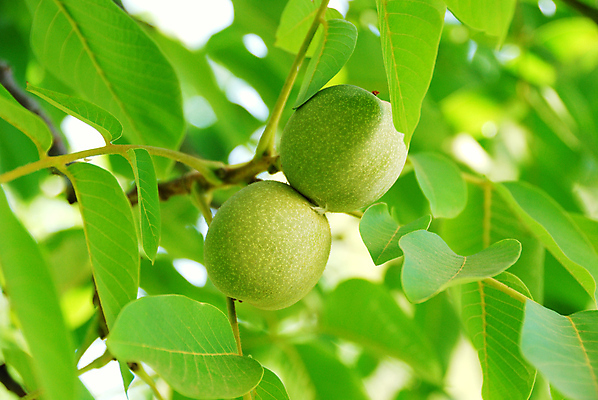 포토 JPG 해외이미지 나무 식물 잎 과일 자연 아침 사람없음 야외 초록색 여름 햇빛 뷰티 환경 봄 활발 성장 나뭇가지 신선 해외포토 주간 계절 컬러 컨셉 태양 생태계 파일형식 이미지허브