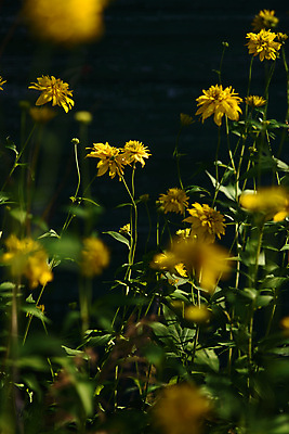 포토 JPG 해외이미지 식물 계절 꽃잎 꽃 백그라운드 잎 꽃무늬 자연 국화 초원 사람없음 야외 초록색 여름 컬러풀 뷰티 노란색 정원 맑음 봄 성장 벚꽃 신선 개화 황금 허브 원예 데이지 내추럴 해외포토 컬러 무늬 날씨 취미 생태계 파일형식 이미지허브