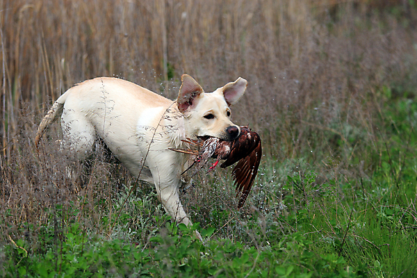 포토 JPG 해외이미지 동물 밭 조류 털 사람없음 반려동물 달리기 노란색 경쟁 토끼 우승 황금 개 리트리버 강아지 모피 래브라도리트리버 수집 비둘기 사냥 재판 꿩 발견 동물상 복종 지능 해외포토 레이스천 컬러 컨셉 농업 포유류 모션 조형물 직물 최고 법 파일형식 이미지허브