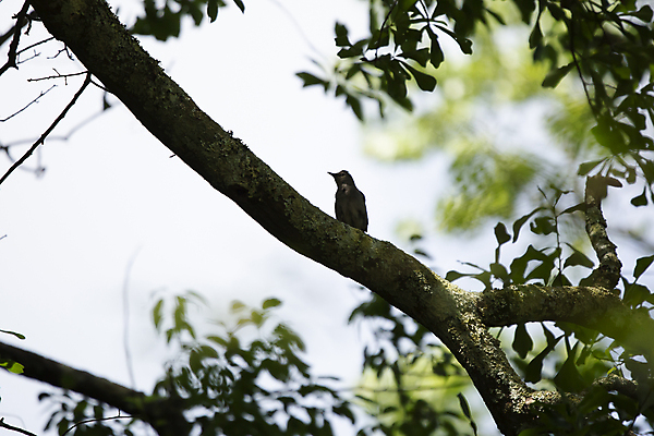 포토 JPG 해외이미지 나무 동물 척추동물 응시 야생동물 과학 백그라운드 잎 날개 자연 조류 생물 앉기 풍경 사람없음 야외 가로 초록색 뷰티 환경 회색 다양 성장 나뭇가지 황무지 보호 깃털 생물학 장면 리빙 내추럴 동물상 생태학 그리너리 해외포토 식물 시선 교육 컬러 다수 컨셉 모션 조형물 생태계 파일형식 트랜드컬러 이미지허브