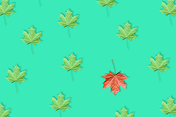 포토 JPG 해외이미지 식물 계절 백그라운드 단풍 잎 캐나다 패턴 오렌지 자연 벽지 프레임 건조 따뜻함 사람없음 장식 빨간색 컬러풀 노란색 환경 화목 활발 덮개 11월 묘사 유기농 정맥 고립 특별함 플랫레이 국경 해외포토 웰빙 컬러 컨셉 북아메리카 무늬 과일 뚜껑 날짜 플랫 생태계 혈관 파일형식 이미지허브