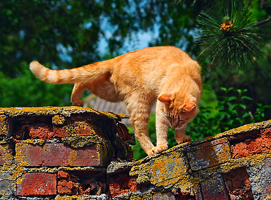 포토 JPG 해외이미지 동물 1 응시 벽 포즈 백그라운드 오렌지 포유류 자연 털 사람없음 야외 빨간색 초록색 울타리 반려동물 정원 고양이 시골 모피 생강 해외포토 시선 컬러 채소 과일 담장 생태계 파일형식 이미지허브