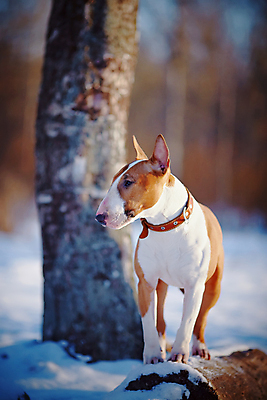 포토 JPG 해외이미지 동물 척추동물 영어 겨울 벤치 장난 포유류 자연 넥타이 털 사람없음 반려동물 갈색 머리 힘 우정 산책 점 용기 유머 개 강아지 보호 테리어 근육질 불독 송곳니 신앙심 해외포토 문자 그릇 잡화 계절 감정 컬러 컨셉 의자 근육 휴식 신체부위 친구 치아 몸매 생태계 파일형식 이미지허브