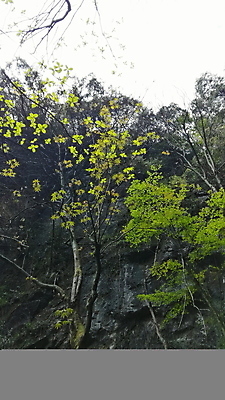 포토 JPG 해외이미지 식물 꽃 백그라운드 꽃무늬 자연 사람없음 초록색 여름 파란색 컬러풀 정원 보라색 봄 벚꽃 수국 해외포토 계절 컬러 무늬 생태계 파일형식 이미지허브