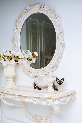 포토 JPG 해외이미지 동물 백그라운드 목걸이 포유류 성공 주택 털 앉기 사람없음 내부 장식 반려동물 뷰티 초콜릿 고양이 거울 프랑스 흰색 우아함 보석 모피 구슬 복고 꼬리 수선화 목 보물 성격 해외포토 꽃 유럽 컬러 컨셉 장신구 모션 디저트 건물 신체부위 광석 파일형식 이미지허브