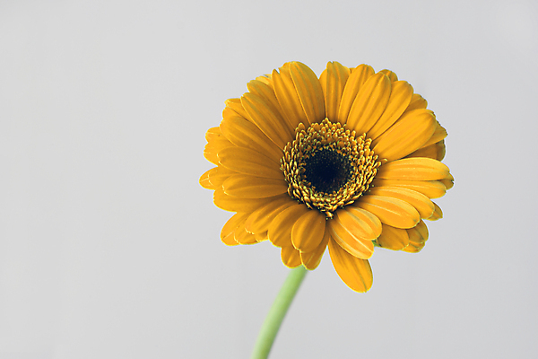 포토 JPG 해외이미지 식물 계절 꽃잎 꽃 백그라운드 잎 꽃무늬 패턴 공장 자연 발렌타인데이 사랑 이벤트 사람없음 장식 물 뷰티 노란색 머리 우주 정원 맑음 봄 젖음 물방울 이슬 작음 묘사 오브젝트 싱글 데이지 거베라 개성 블러 진짜 특별함 해외포토 자연요소 감정 컬러 컨셉 무늬 공업 데이이벤트 날씨 신체부위 크기 생태계 파일형식 이미지허브