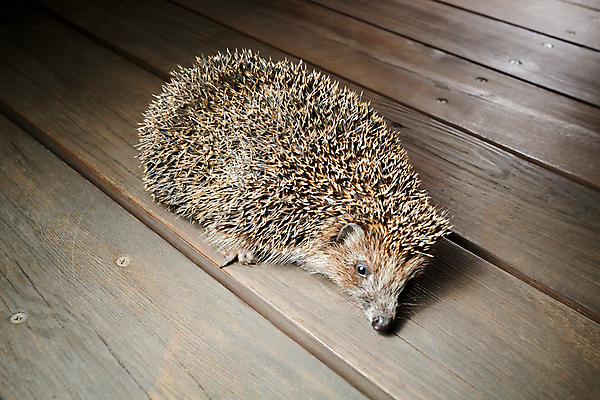 포토 JPG 해외이미지 동물 척추동물 계절 유럽 야생동물 백그라운드 포유류 자연 이끼 사람없음 목재 울타리 반려동물 갈색 귀여움 보호 설치류 숲 목수 척추 서비스 날카로움 철조망 수의사 고슴도치 내추럴 깃털펜 서쪽 수유 해외포토 나무 직업 나라 컬러 컨셉 재료 뼈 담장 펜 의사 방향 생태계 파일형식 이미지허브