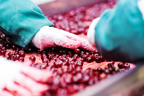 포토 JPG 해외이미지 손 공장 아웃포커스 신체부위 냉동 기계 체리 제조 소프트포커스 분류 식품공장 냉동식품 해외포토 음식 과일 공업 촬영기법 사람 파일형식 이미지허브