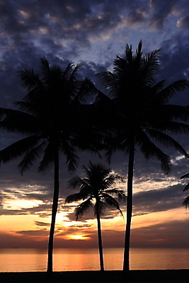 포토 JPG 해외이미지 나무 실루엣 모래 바다 섬 여행 자연 하늘 아침 손바닥 사람없음 가로 물 파란색 햇빛 태양 일출 침묵 황혼 일몰 새벽 뜨거움 장면 코코넛 대서양 멀티 이국적 결석 해외포토 주간 자연요소 식물 손 컬러 과일 촬영기법 노을 소리 생태계 파일형식 이미지허브