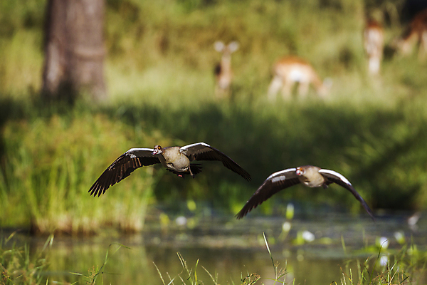 포토 JPG 해외이미지 동물 야생동물 2 모션 아프리카 자연 조류 오리 국립공원 사람없음 가로 보호 사파리 거위 물새 남아프리카 보츠와나 보호구역 해외포토 공원 나라 컨셉 생태계 구역 파일형식 이미지허브