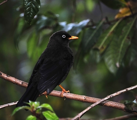 포토 JPG 해외이미지 나무 동물 응시 야생동물 백그라운드 잎 의자 자연 조류 휴식 산 앉기 풍경 사람없음 목재 초록색 여름 환경 검은색 봄 자유 나뭇가지 신선 황무지 고독 숲 깃털 꼬리 부리 계산서 내추럴 코스타리카 혼자 해외포토 식물 시선 계절 감정 컬러 가구 컨셉 재료 모션 중앙아메리카 생태계 파일형식 이미지허브