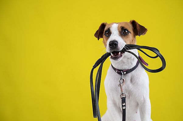 포토 JPG 해외이미지 앉기 사람없음 반려동물 산책 기다림 개 강아지 목줄 잭러셀테리어 해외포토 동물 포유류 모션 휴식 테리어 파일형식 반려용품 이미지허브