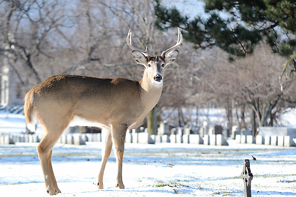 포토 JPG 해외이미지 주간 야생동물 겨울 사슴 뿔 사람없음 야외 해외포토 자연요소 동물 계절 포유류 파일형식 이미지허브