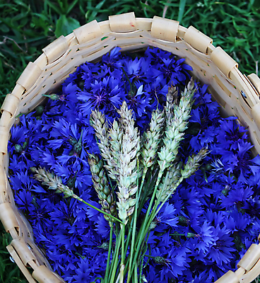 포토 JPG 해외이미지 식물 계절 꽃 꽃무늬 밭 자연 국화 사람없음 야외 파란색 컬러풀 뷰티 정원 봄 벚꽃 흰색 시골 개화 허브 데이지 수레국화 해외포토 컬러 무늬 농업 생태계 파일형식 이미지허브