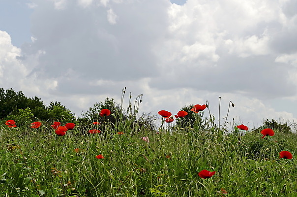 포토 JPG 해외이미지 식물 계절 꽃잎 꽃 유럽 백그라운드 잎 밭 자연 벽지 초원 사람없음 야외 빨간색 초록색 여름 봄 활발 들꽃 성장 벚꽃 시골 개화 묘사 향기 양귀비 타운 내추럴 꽃수술 불가리아 해외포토 나라 컬러 컨셉 농업 도시 생태계 냄새 파일형식 남유럽 이미지허브