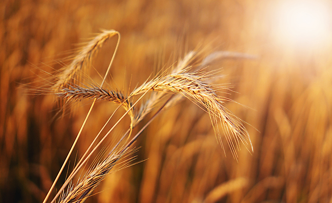 포토 JPG 해외이미지 식물 계절 음식 빵 줄기 백그라운드 컨셉 밭 농업 비즈니스 자연 하늘 아침 씨앗 사람없음 파란색 빛 농작물 햇빛 태양 농장 노란색 맑음 일몰 수확 성장 시골 황금 낟알 시리얼 밀 보리 귀 내추럴 숙성 호밀 국경 해외포토 주간 자연요소 산업 컬러 날씨 곡류 신체부위 노을 생태계 파일형식 이미지허브