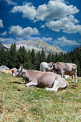 포토 JPG 해외이미지 나무 동물 공원 유럽 여행 밭 농업 포유류 자연 하늘 산 파노라마 국립공원 사람없음 야외 초록색 농장 농경지 환경 계곡 가축 봄 시골 소나무 황무지 소 스페인 군중 숲 방목 내추럴 밭일 반추동물 해외포토 식물 계절 공공시설 나라 산업 컬러 촬영기법 사람 축산업 생태계 파일형식 이미지허브