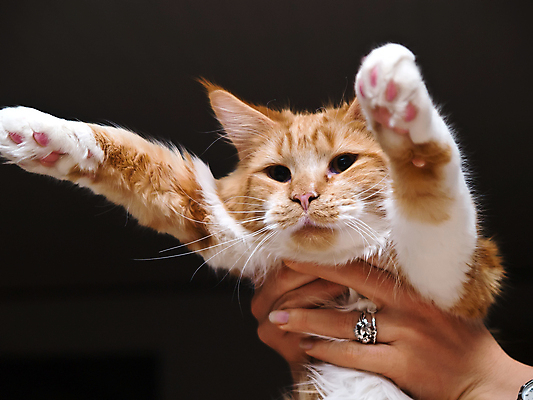 포토 JPG 해외이미지 동물 응시 장난 포유류 친절 수염 털 사람없음 반려동물 고양이 가축 줄무늬 흰색 호기심 꼬리 기르기 유래 해외포토 시선 감정 컬러 컨셉 무늬 돌봄 파일형식 이미지허브