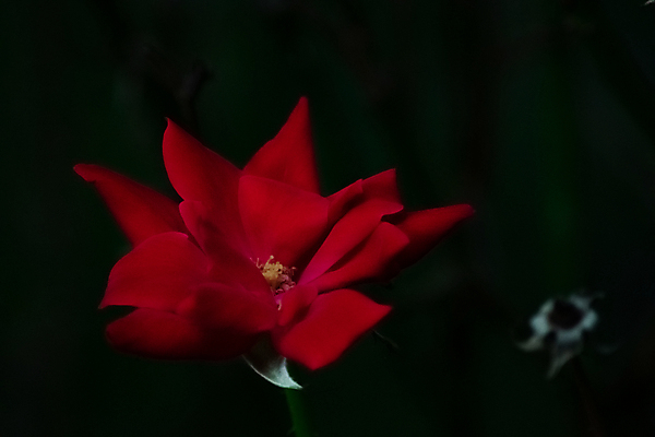 포토 JPG 해외이미지 식물 디자인 기념일 꽃잎 꽃 감정 꽃다발 결혼 백그라운드 꽃무늬 패턴 자연 결혼식 발렌타인데이 선물 사랑 사람없음 야외 빨간색 초록색 컬러풀 뷰티 장미 귀여움 어둠 봄 낭만 벚꽃 인사 생일 그룹 고급 닫기 혼합 묘사 싱글 질감 카피스페이스 해외포토 계절 컬러 컨셉 무늬 모션 데이이벤트 이벤트 공백 예절 생태계 파일형식 이미지허브