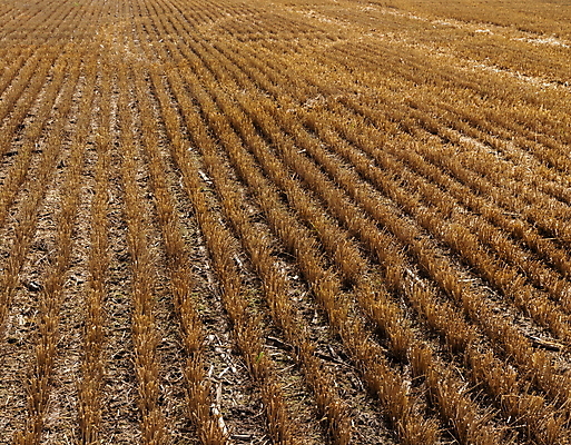 포토 JPG 해외이미지 식물 계절 음식 빵 줄기 백그라운드 밭 농업 자연 하늘 건조 잔디 사람없음 야외 옆모습 초록색 농작물 농장 농경지 노란색 수확 시골 황금 낟알 땅 자르기 시리얼 밀 밀짚 땅바닥 밭일 숙성 호밀 해외포토 산업 뷰포인트 컬러 모션 곡류 바닥 짚 생태계 파일형식 이미지허브