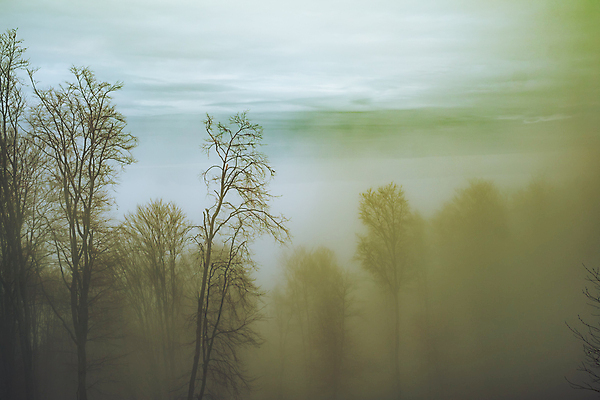포토 JPG 해외이미지 나무 식물 계절 실루엣 단풍 잎 오렌지 자연 아침 사람없음 빛 햇빛 노란색 평화 침묵 안개 나뭇가지 시골 신선 분위기 숲 민들레 신비 땅 속도 마법 루마니아 강렬 뿌연 삼림지대 해외포토 주간 꽃 유럽 컬러 컨셉 과일 날씨 촬영기법 태양 소리 생태계 파일형식 이미지허브
