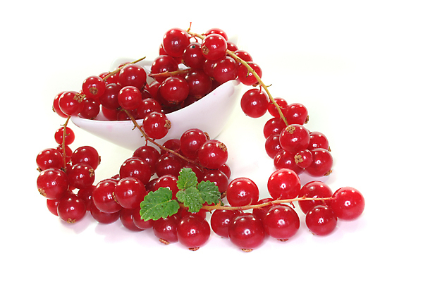 포토 JPG 해외이미지 식물 열매 음식 잎 과일 건강 사람없음 빨간색 여름 정원 수확 신선 수집 비타민 건포도 신맛 해외포토 계절 컬러 농업 포도 맛 건과일 영양소 파일형식 이미지허브