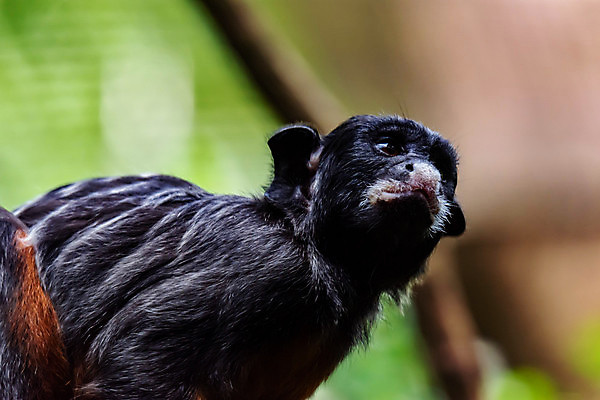 포토 JPG 해외이미지 나무 동물 캐릭터 응시 야생동물 음식 신체 일러스트 포유류 자연 열대 털 동물원 종류 앉기 사람없음 야외 빨간색 초록색 갈색 흰색 원숭이 유머 숲 작음 만화 콧수염 그림 엽서 모음 멸종 유인원 남쪽 말레이시아 싱가폴 얇은 해외포토 식물 시선 감정 아시아 컬러 모션 수염 크기 편지 방향 생태계 파일형식 이미지허브