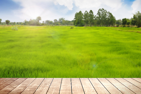포토 JPG 해외이미지 라이프스타일 디자인 꽃 여행 백그라운드 패턴 밭 일러스트 자연 탁자 하늘 추상 선반 풍경 사람없음 야외 목재 초록색 여름 빛 태양 뷰티 환경 맑음 어둠 봄 수확 시골 판넬 상품 정상 질감 복고 옛날 필터 해외포토 자연요소 나무 식물 계절 컬러 가구 무늬 농업 재료 날씨 생활 생태계 파일형식 이미지허브