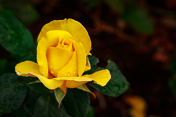 포토 JPG 해외이미지 꽃 산업 농업 자연 사람없음 야외 가로 컬러풀 장미 닫기 원예 카피스페이스 해외포토 식물 컬러 모션 취미 공백 생태계 파일형식 이미지허브
