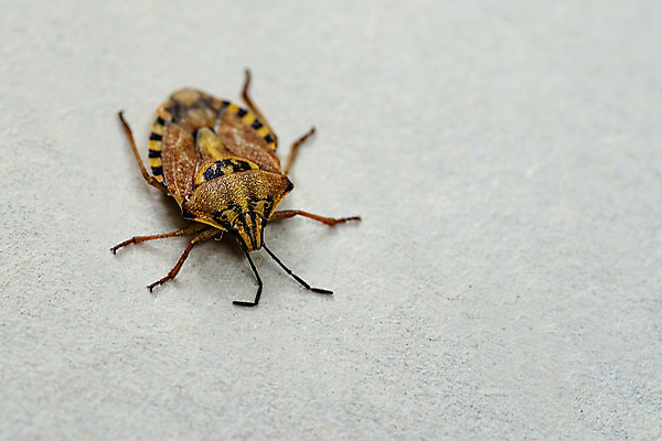 포토 JPG 해외이미지 식물 동물 유럽 아시아 야생동물 곤충 백그라운드 무늬 절지류 날개 자연 안테나 동양인 사람없음 갈색 정원 중국 줄무늬 흰색 닫기 해충 벌레 작음 딱정벌레 방패 악취 내추럴 동물상 해외포토 나라 컬러 통신 모션 인종 조형물 크기 생태계 냄새 파일형식 이미지허브
