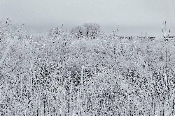 포토 JPG 해외이미지 나무 식물 구름 계절 공원 벽 여행 백그라운드 겨울 밭 자연 벽지 하늘 날씨 흑백 풍경 초원 사람없음 야외 목재 빛 뷰티 환경 냉동 검은색 추위 안개 흰색 숲 서리 장면 제설기 수평선 해외포토 자연요소 공공시설 컬러 농업 재료 촬영기법 생태계 제설 파일형식 이미지허브