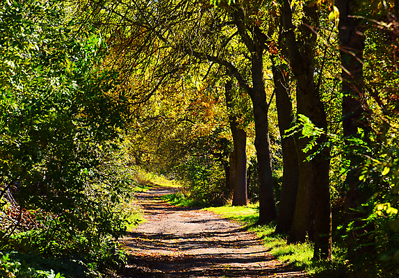 포토 JPG 해외이미지 주간 나무 사람없음 야외 숲길 해외포토 자연요소 식물 길 파일형식 이미지허브