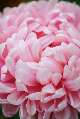 포토 JPG 해외이미지 모양 식물 계절 꽃잎 꽃 줄기 분홍색 잎 꽃무늬 오렌지 자연 국화 사람없음 빨간색 초록색 컬러풀 노란색 환경 정원 보라색 벚꽃 가을 침대 바늘 개화 달리아 원예 데이지 아로마 진홍색 녹색배경 내추럴 작약 해외포토 컬러 가구 백그라운드 무늬 과일 취미 도구 생태계 파일형식 이미지허브