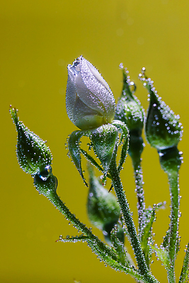 포토 JPG 해외이미지 식물 꽃잎 꽃 백그라운드 컨셉 꽃무늬 자연 추상 사랑 사람없음 초록색 물 뷰티 장미 노란색 거품 흰색 신선 최고 닫기 이슬 아래 심볼 묘사 질감 향기 내추럴 돌봄 해외포토 자연요소 감정 컬러 무늬 모션 방향 생태계 냄새 위치 파일형식 이미지허브