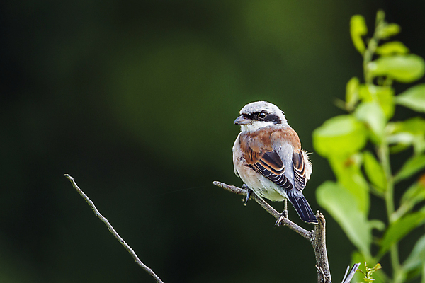 포토 JPG 해외이미지 동물 남자 야생동물 아프리카 자연 조류 국립공원 사람없음 뒷모습 가로 보호 사파리 남아프리카 보츠와나 보호구역 해외포토 공원 나라 뷰포인트 컨셉 사람 생태계 구역 파일형식 이미지허브