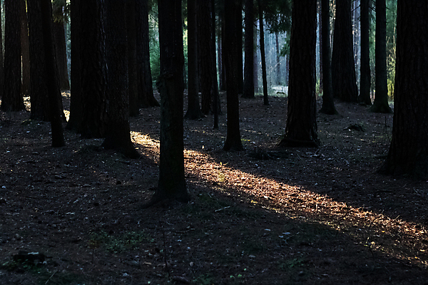 포토 JPG 해외이미지 나무 식물 계절 선 백그라운드 자연 아침 실내 그림자 사람없음 야외 목재 빛 햇빛 태양 환경 어둠 일몰 새벽 안개 성장 광선 나뭇가지 시골 신선 저녁 숲 큼 그늘 삼림지대 해외포토 주간 자연요소 재료 날씨 내부 노을 야간 크기 생태계 파일형식 이미지허브