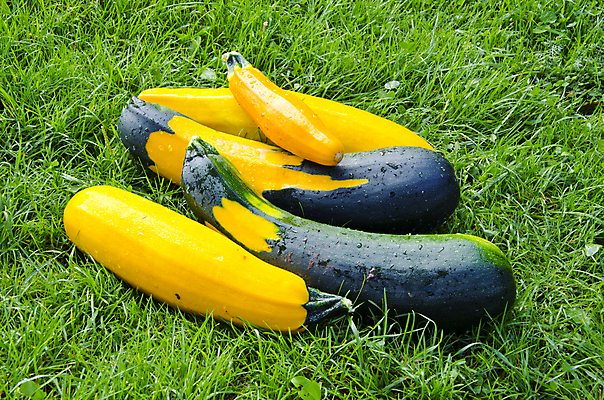 포토 JPG 해외이미지 식물 계절 음식 농업 다이어트 채소 재료 자연 건강 사람없음 야외 초록색 농장 정원 수확 시골 신선 그룹 오브젝트 유기농 날것 밭일 주키니 주키니호박 채식주의자 해외포토 웰빙 산업 컬러 생태계 채식 파일형식 이미지허브