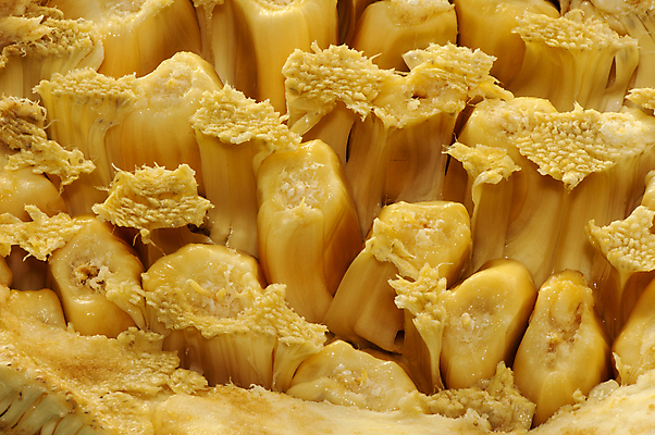 포토 JPG 해외이미지 나무 식물 음식 줄기 백그라운드 농업 과일 재료 자연 디저트 건강 씨앗 동양인 사람없음 초록색 농장 노란색 흰색 신선 달콤 맛 큼 묘사 유기농 질감 비타민 내추럴 고립 숙성 이국적 비건 맛있는 해외포토 웰빙 산업 컬러 컨셉 인종 크기 생태계 영양소 채식주의자 파일형식 이미지허브