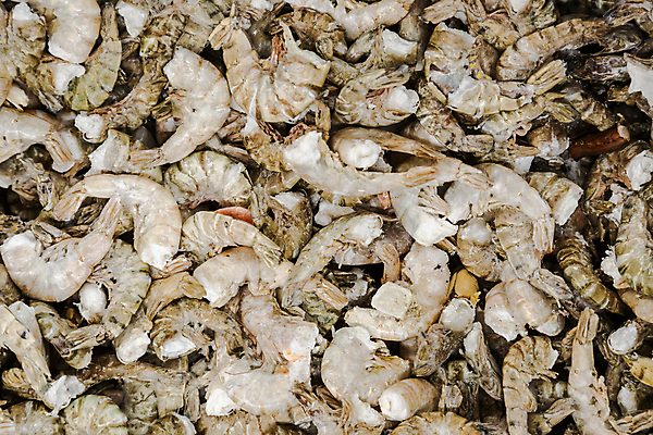 포토 JPG 해외이미지 새우 실내 사람없음 가득함 해산물 날것 해외포토 갑각류 내부 파일형식 이미지허브