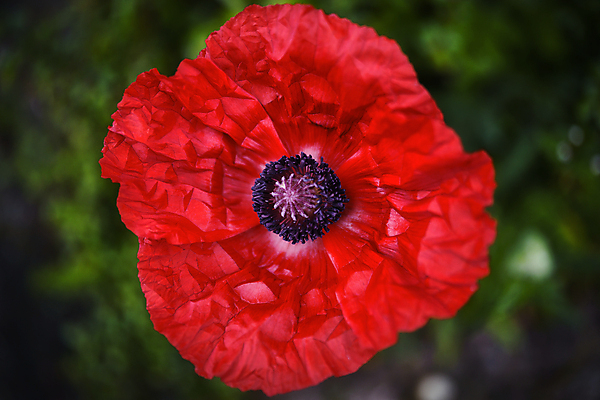 포토 JPG 해외이미지 식물 계절 꽃 줄기 잎 밭 농업 자연 벽지 하늘 친절 사람없음 빨간색 초록색 파란색 햇빛 농장 정원 침묵 일몰 봄 벚꽃 시골 땅 허브 원예 매움 양귀비 향 진홍색 내추럴 해외포토 산업 컬러 취미 태양 노을 소리 맛 생태계 파일형식 이미지허브