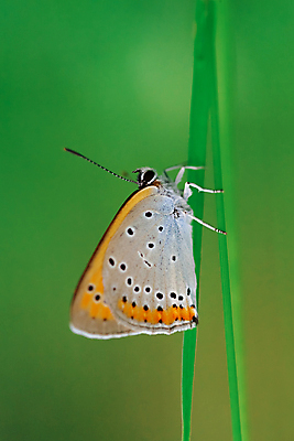 포토 JPG 해외이미지 식물 동물 계절 꽃잎 야생동물 나비 곤충 백그라운드 잎 꽃무늬 밭 날개 자연 초원 사람없음 야외 여름 파란색 컬러풀 뷰티 정원 보라색 화목 일몰 봄 꿈 벚꽃 흰색 벌레 부드러움 내추럴 해외포토 꽃 컬러 컨셉 무늬 농업 노을 감각 생태계 파일형식 이미지허브